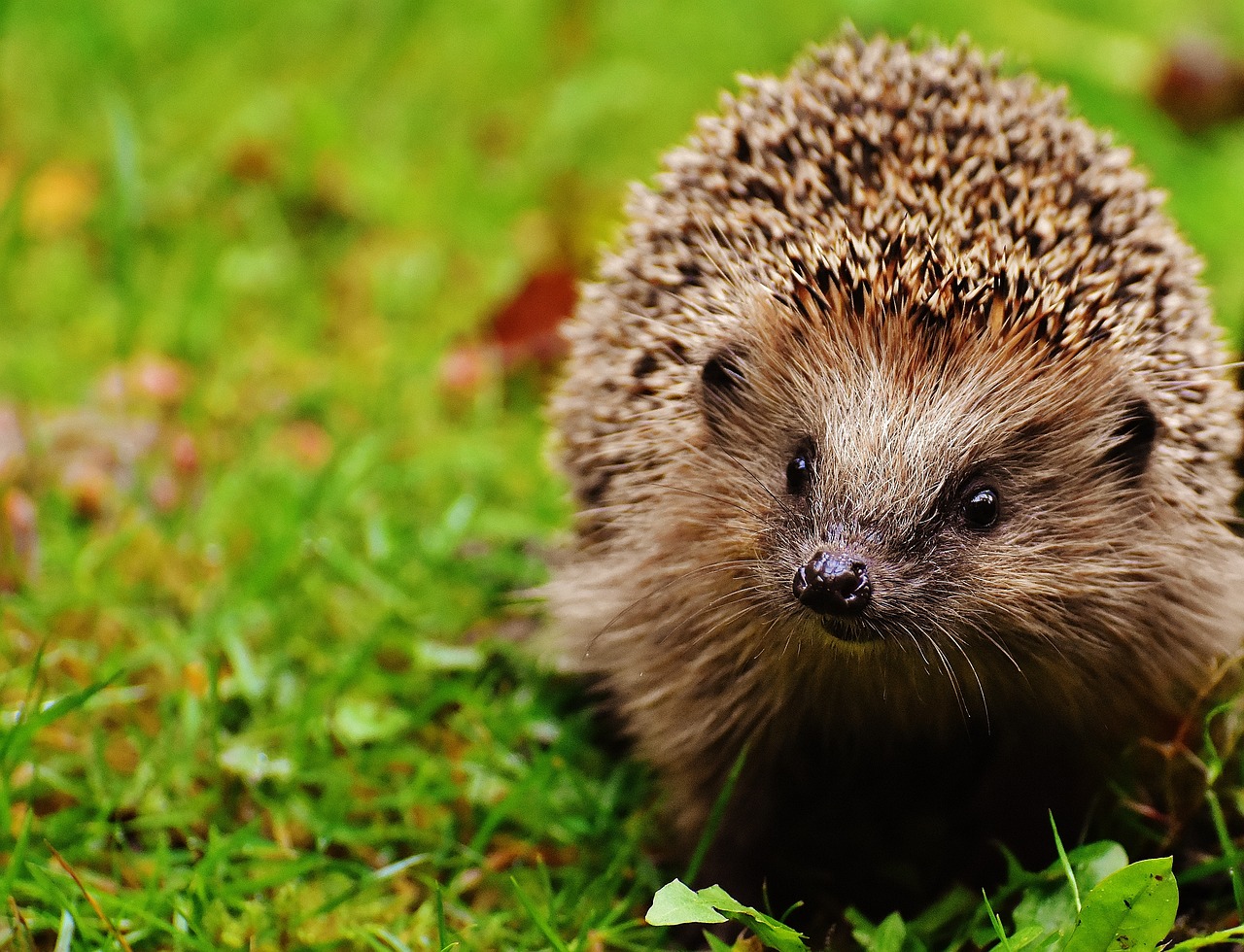 British Hedgehog