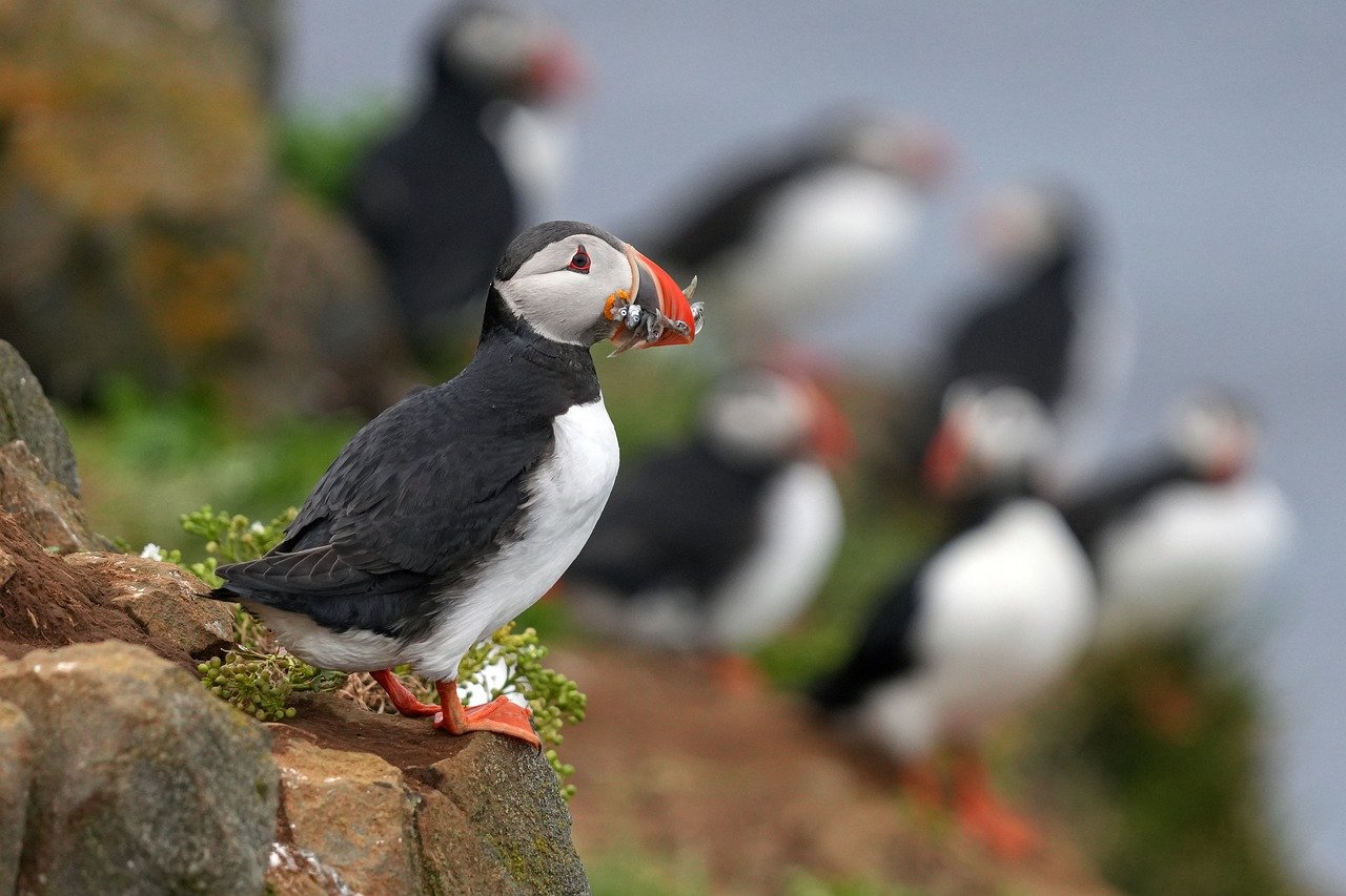 Atlantic Puffin perched on a cliff