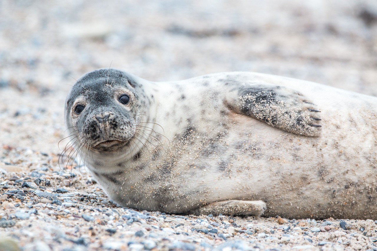 Grey Seal resting on rocks