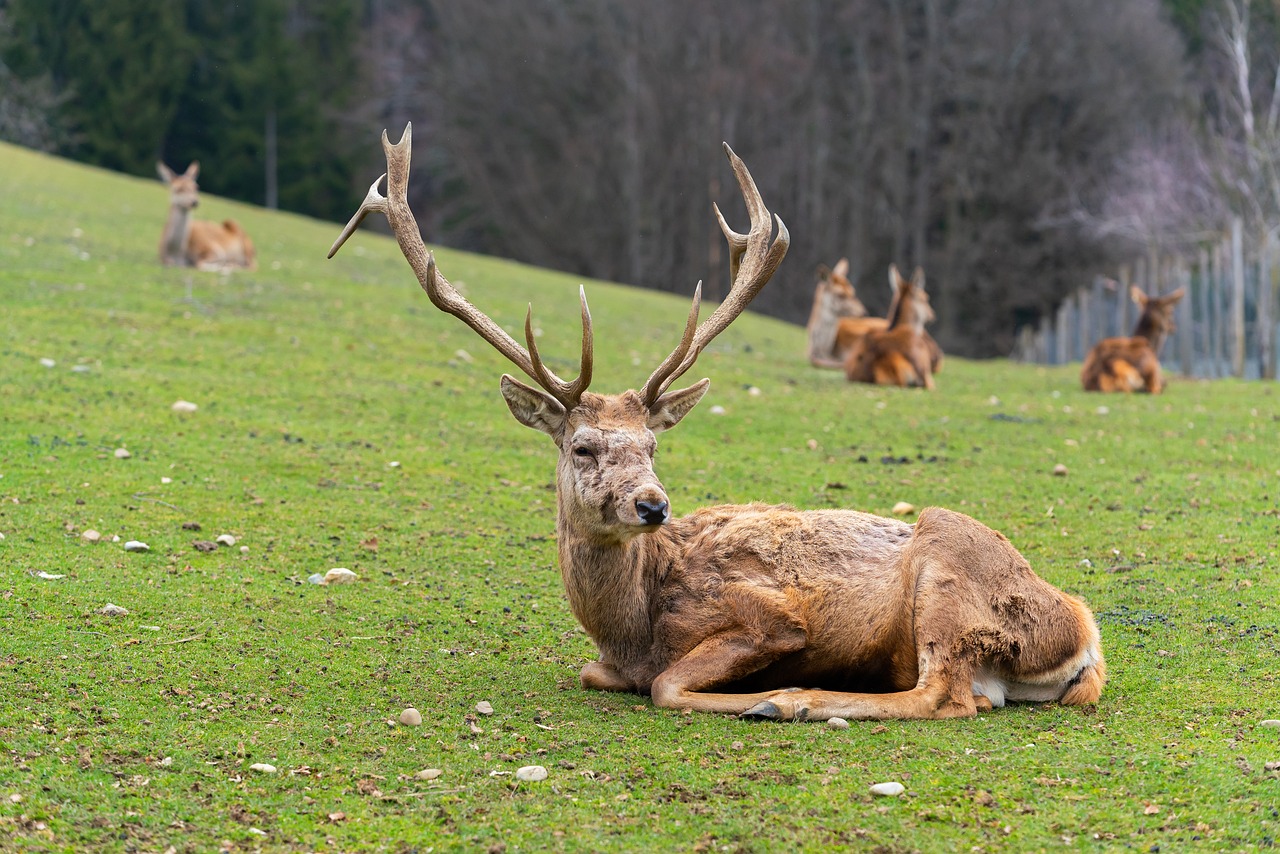 Red deer in Scotland