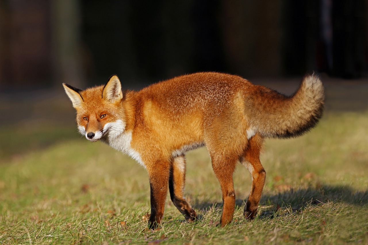 Red fox in a forest setting