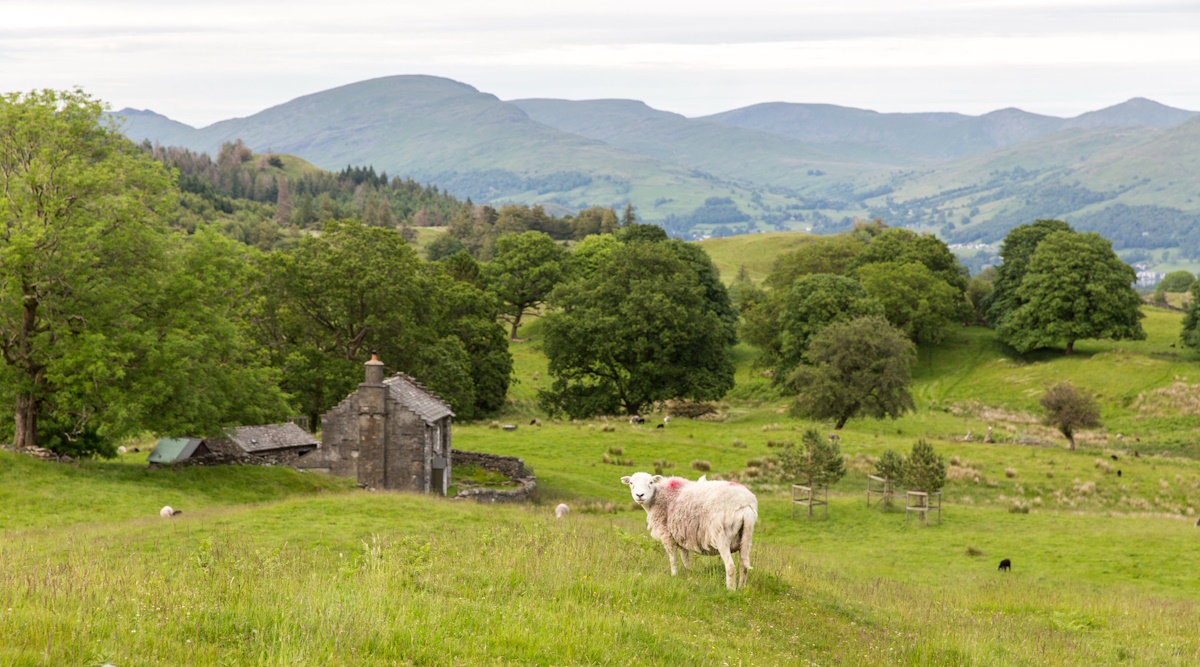 Sheep grazing in Lake District meadow