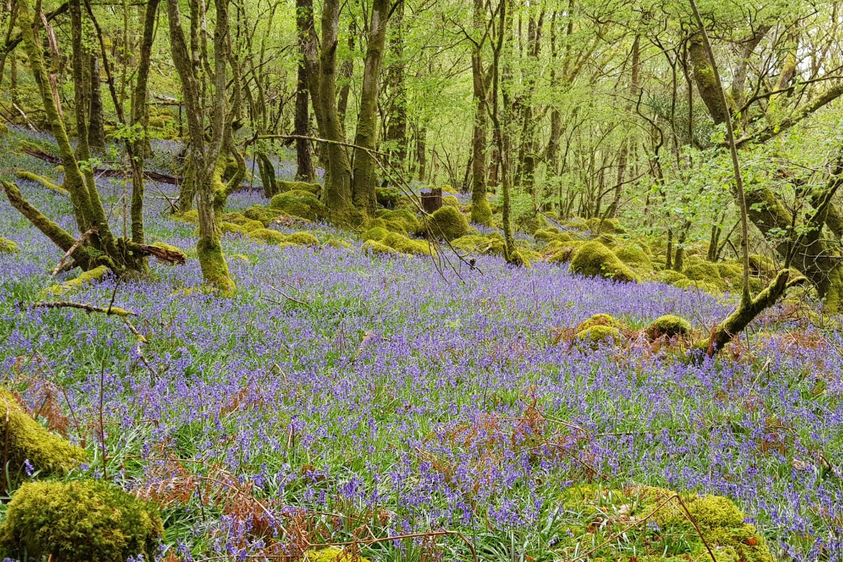 Snowdon mountain in Snowdonia National Park