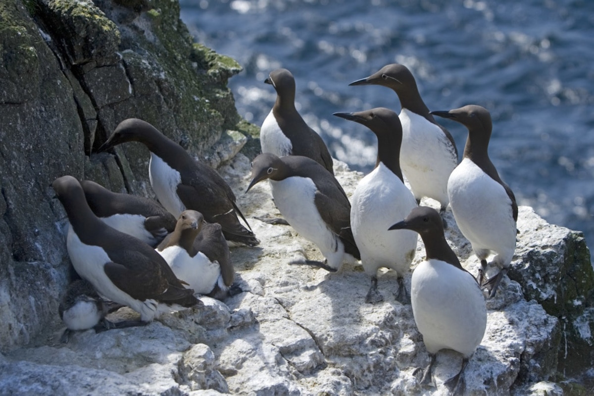 Guillemots on Puffin Island