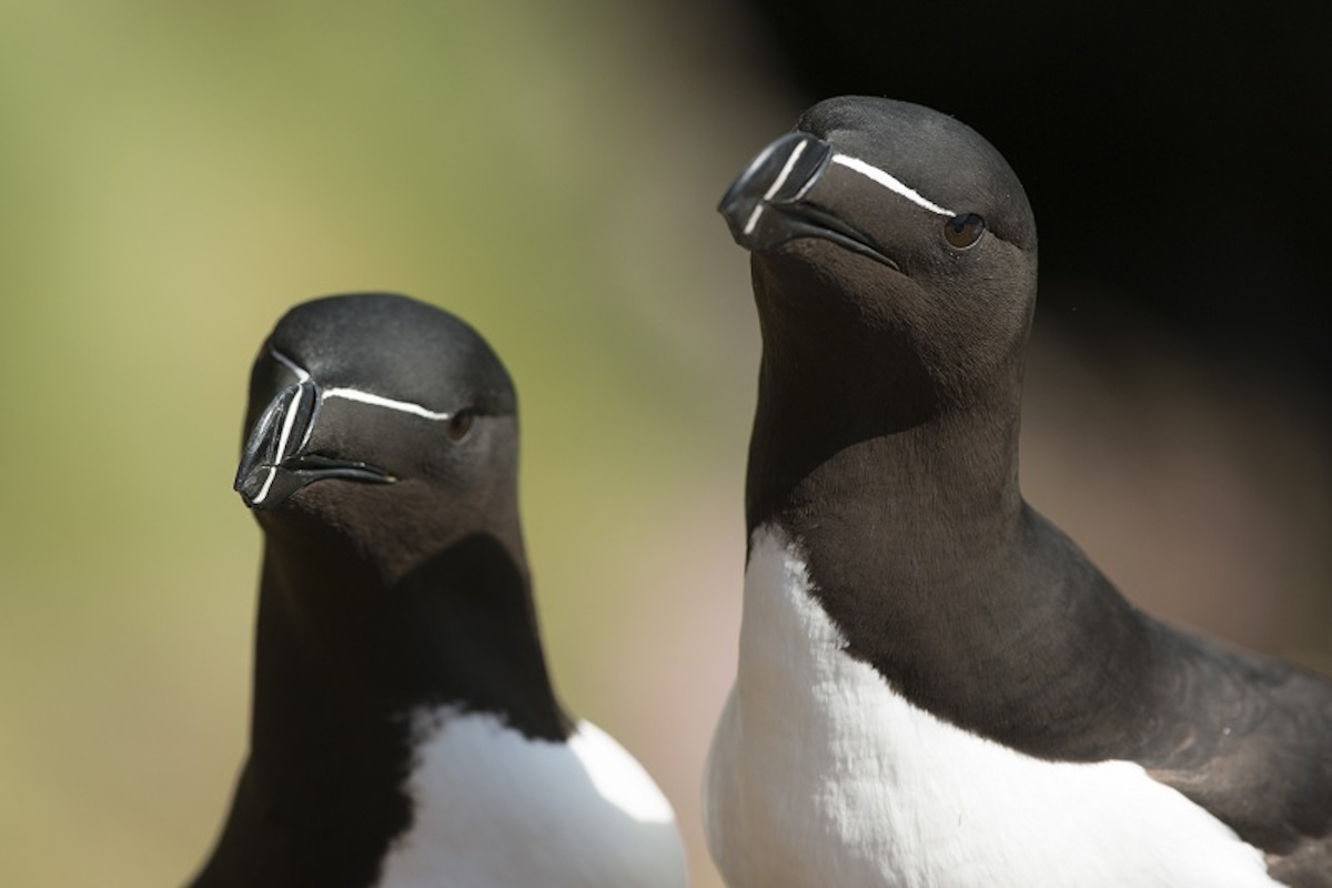 Various bird species found on Puffin Island